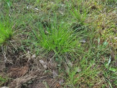 Carex tonsa rugosperma