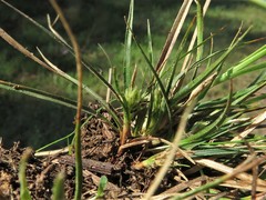 Carex tonsa rugosperma