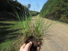 Carex tonsa rugosperma