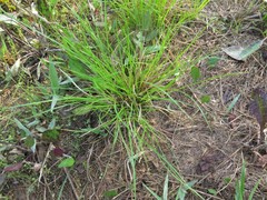 Carex tonsa rugosperma