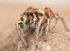 Habronattus clypeatus