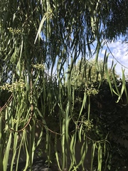Anacardioideae