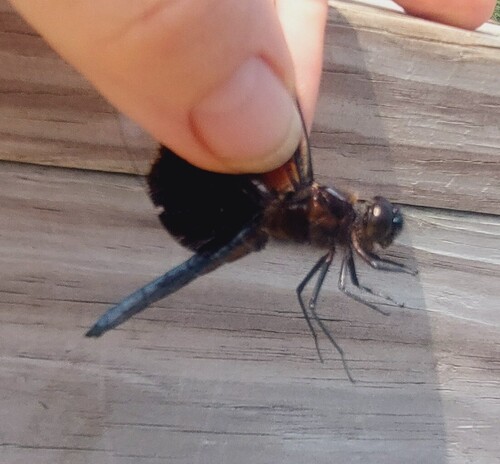 Widow Skimmer