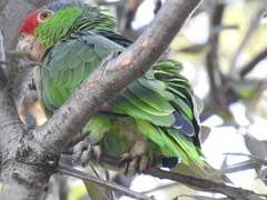 Amazona viridigenalis