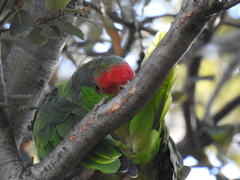 Amazona viridigenalis