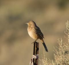 Toxostoma bendirei