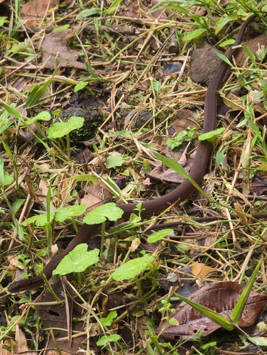 Brown Spotbelly Snake