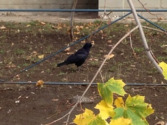 Corvus frugilegus