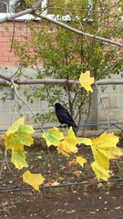 Corvus frugilegus