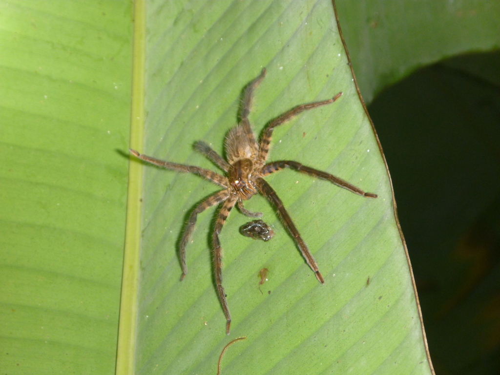 Tiger Bromeliad Spider from Rawacala, Cortés Department, Honduras on ...