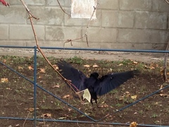 Corvus frugilegus