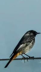 Phoenicurus ochruros