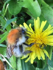 Bombus pascuorum