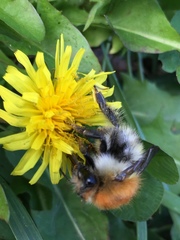 Bombus pascuorum