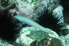 Ptereleotris monoptera