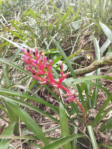 Violvippa (Aechmea weilbachii)