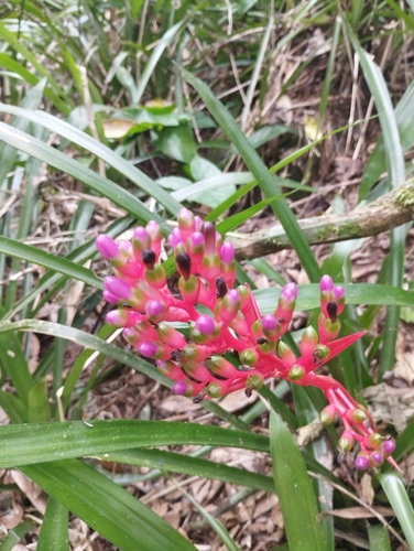 Aechmea weilbachii, photograph 2