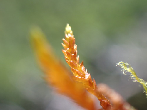 Wickes' Loeskypnum Moss (Loeskypnum wickesiae)