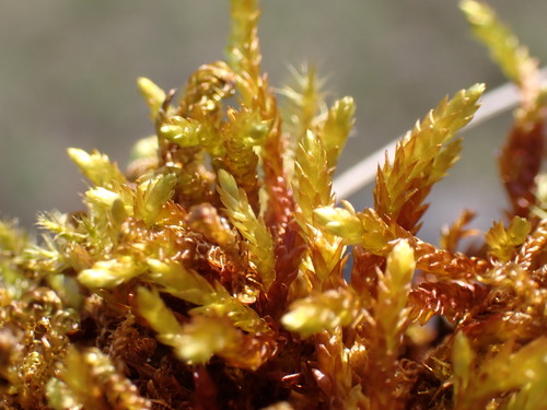 Loeskypnum wickesiae