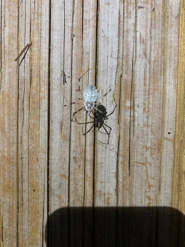 Ornamental Tree Trunk Spider