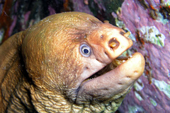 Gymnothorax prasinus