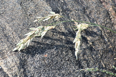 Eragrostis unioloides