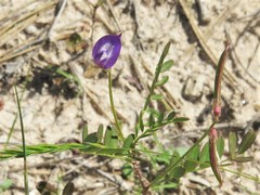 Astragalus leptocarpus