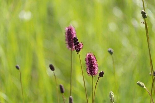 Menzies' Burnet (Sanguisorba menziesii)
