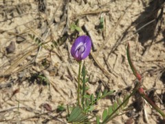 Astragalus leptocarpus
