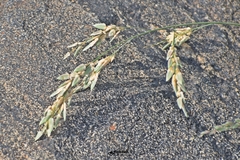 Eragrostis unioloides