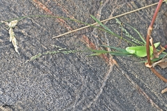 Eragrostis unioloides