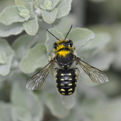 Anthidium maculosum