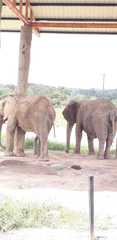 Elephantidae