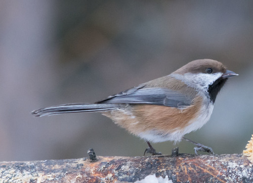 Boreal Chickadee