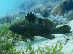Epinephelus longispinis