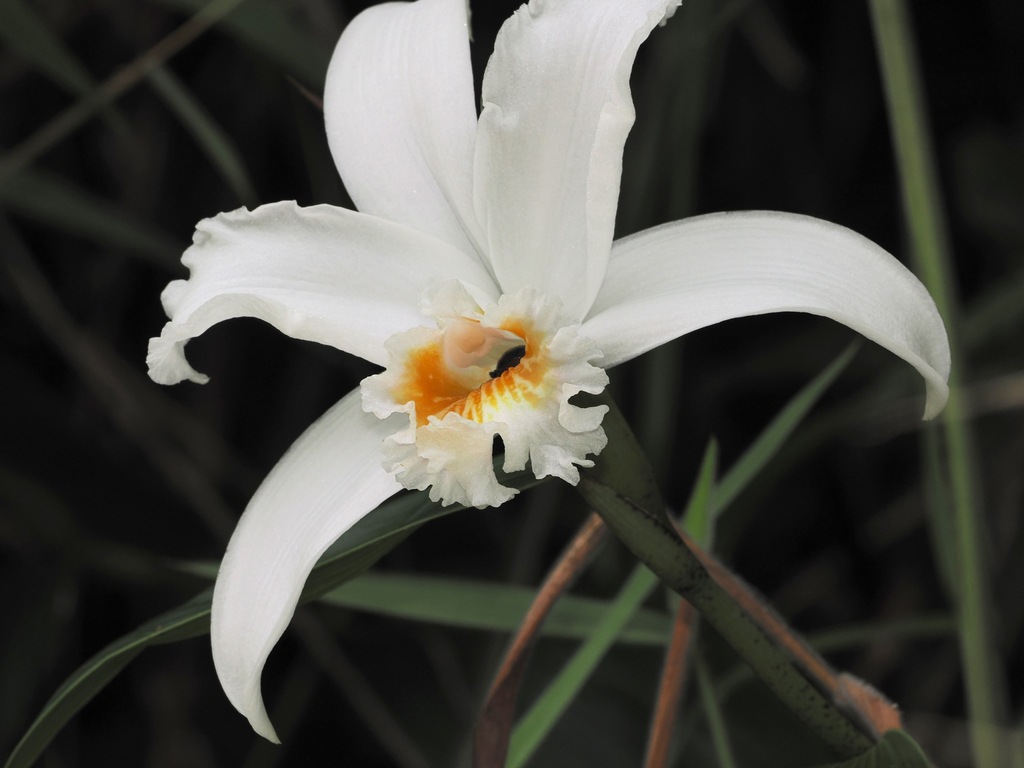 Sobralia setigera