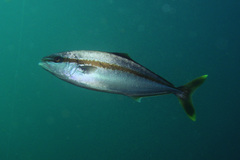 Seriola lalandi