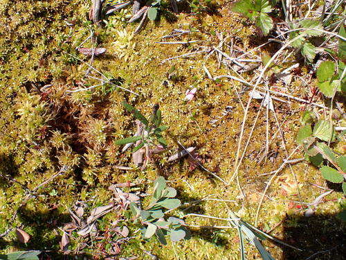 Sphagnum subfulvum observed 2025-07-10