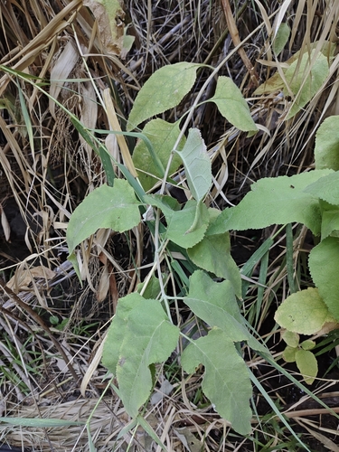 Buddleja crotonoides, photograph 4
