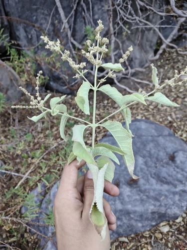 Buddleja crotonoides