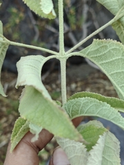 Buddleja crotonoides, photograph (c) Abraham Sánchez Romero, some rights reserved (CC BY)