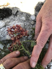 Codonorhiza micrantha