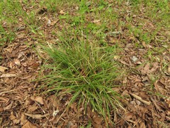 Carex floridana