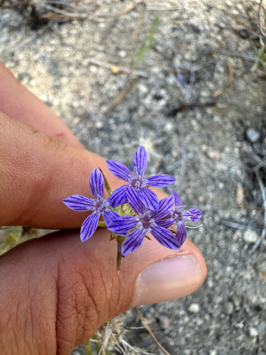 iNaturalist observation photo of giant woollystar