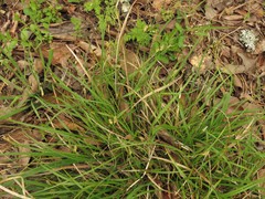 Carex floridana