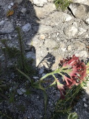 Codonorhiza micrantha