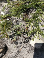 Codonorhiza micrantha