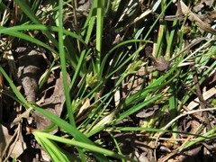 Carex floridana