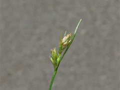 Carex floridana