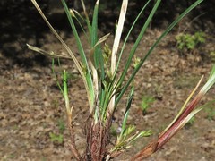 Carex floridana